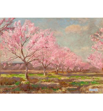 Peach Orchard In Bloom