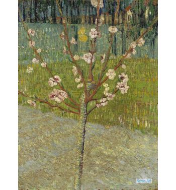 Almond Tree In Blossom