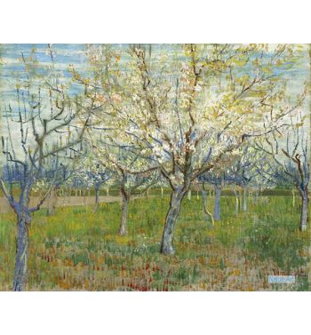 Orchard With Blossoming Apricot Trees 
