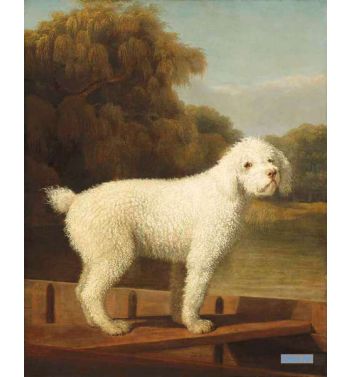 White Poodle In A Punt