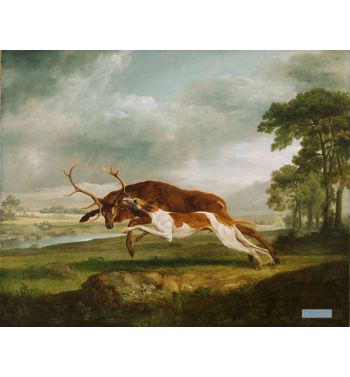 Hound Coursing A Stag 