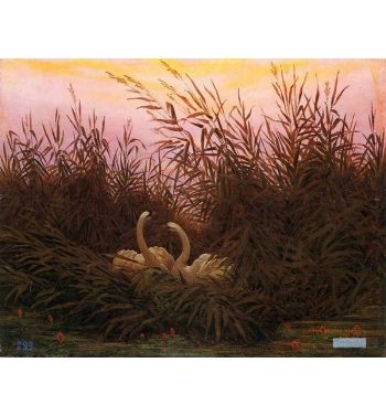 Swans In The Reeds At The First Dawn