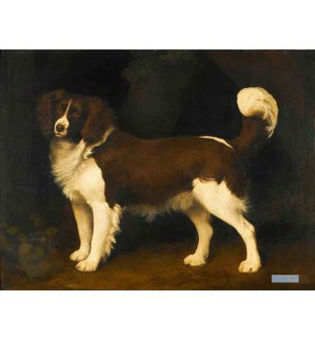 A Liver And White Spaniel Dark Brown And White