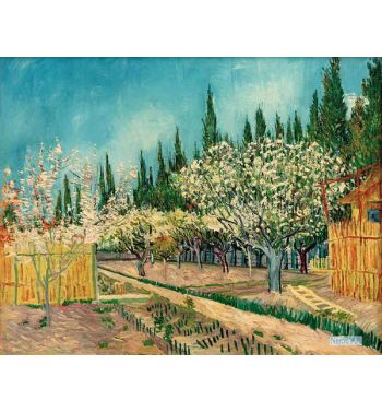 Orchard In Blossom Bordered By Cypresses
