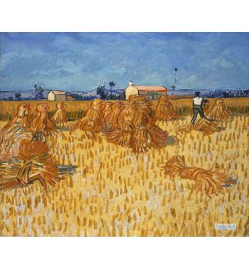 Harvest In Provence 