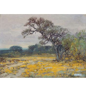 Coreopsis, Near San Antonio, Texas, 1919