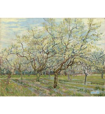 Orchard With Blossoming Apricot Trees 2