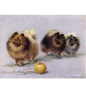 Three Of Mrs Hall Walkers Champion Pomeranians